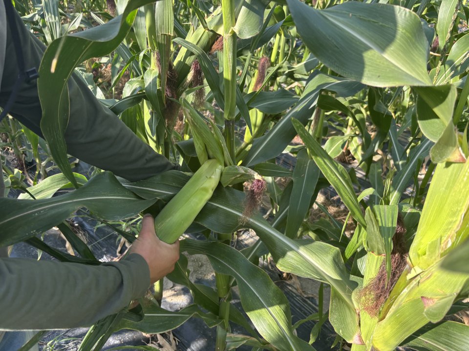 大和郡山ブランド季節の野菜収穫体験